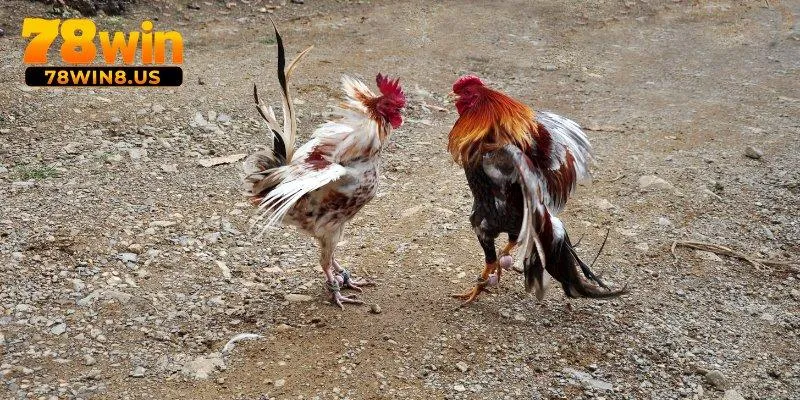 Đá Gà Thomo – Cuộc Chiến Gà Nảy Lửa, Căng Thẳng Từng Phút 4 Bí kíp chơi đá gà Thomo chuẩn dân trong nghề
