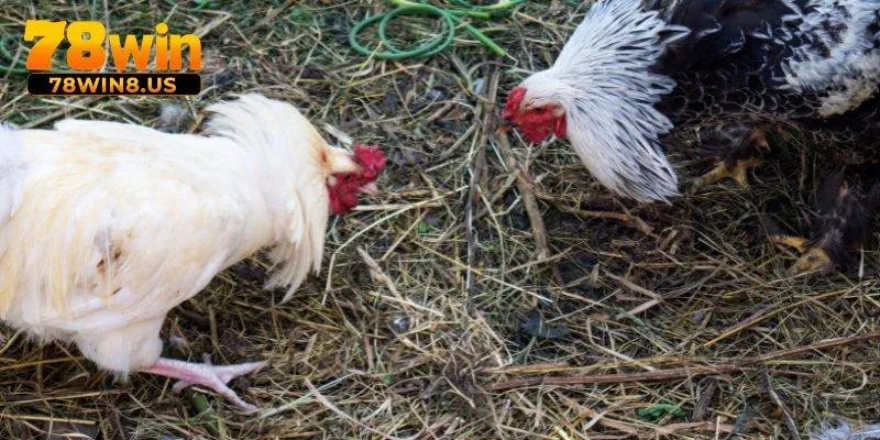 Đá Gà Thomo – Cuộc Chiến Gà Nảy Lửa, Căng Thẳng Từng Phút 3 Tất tần tật luật chơi đá gà Thomo tại 78WIN